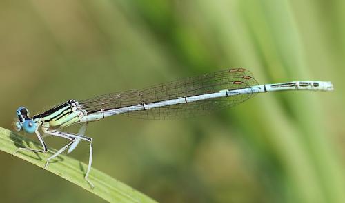 Platycnemis latipes